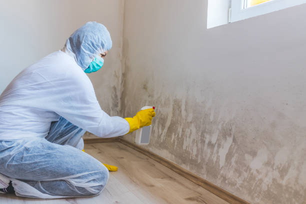 Licensed Mold Inspection service in Woodbury, NJ - WQB Mold Removal